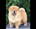 Chow Chow / Čau Čau štenci